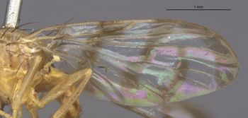 Media type: image;   Entomology 13294 Aspect: Wing front